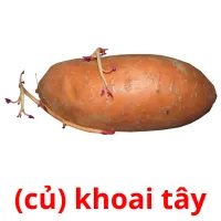 (củ) khoai tây flashcards illustrate