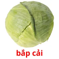 bắp cải flashcards illustrate