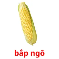 bắp ngô flashcards illustrate