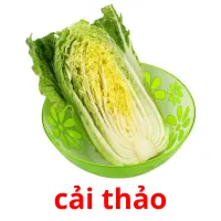 cải thảo flashcards illustrate