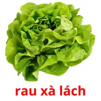 rau xà lách flashcards illustrate