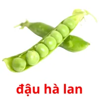 đậu hà lan flashcards illustrate