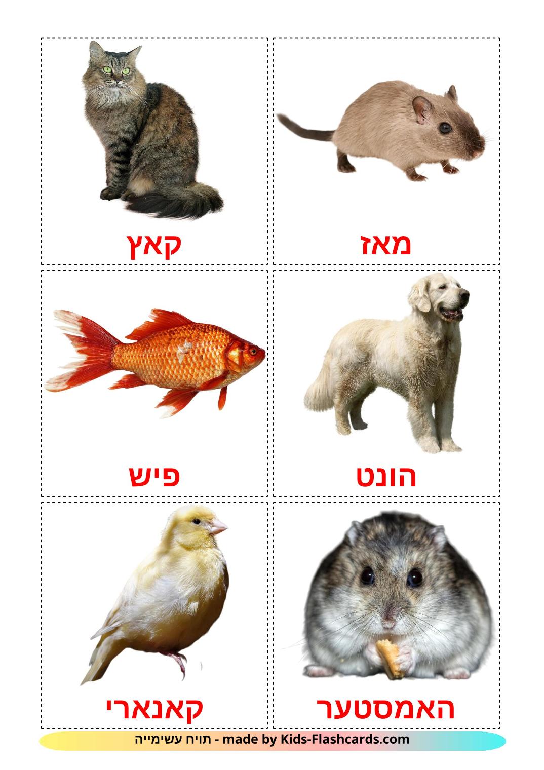 Domestic animals - 10 Free Printable yiddish Flashcards 