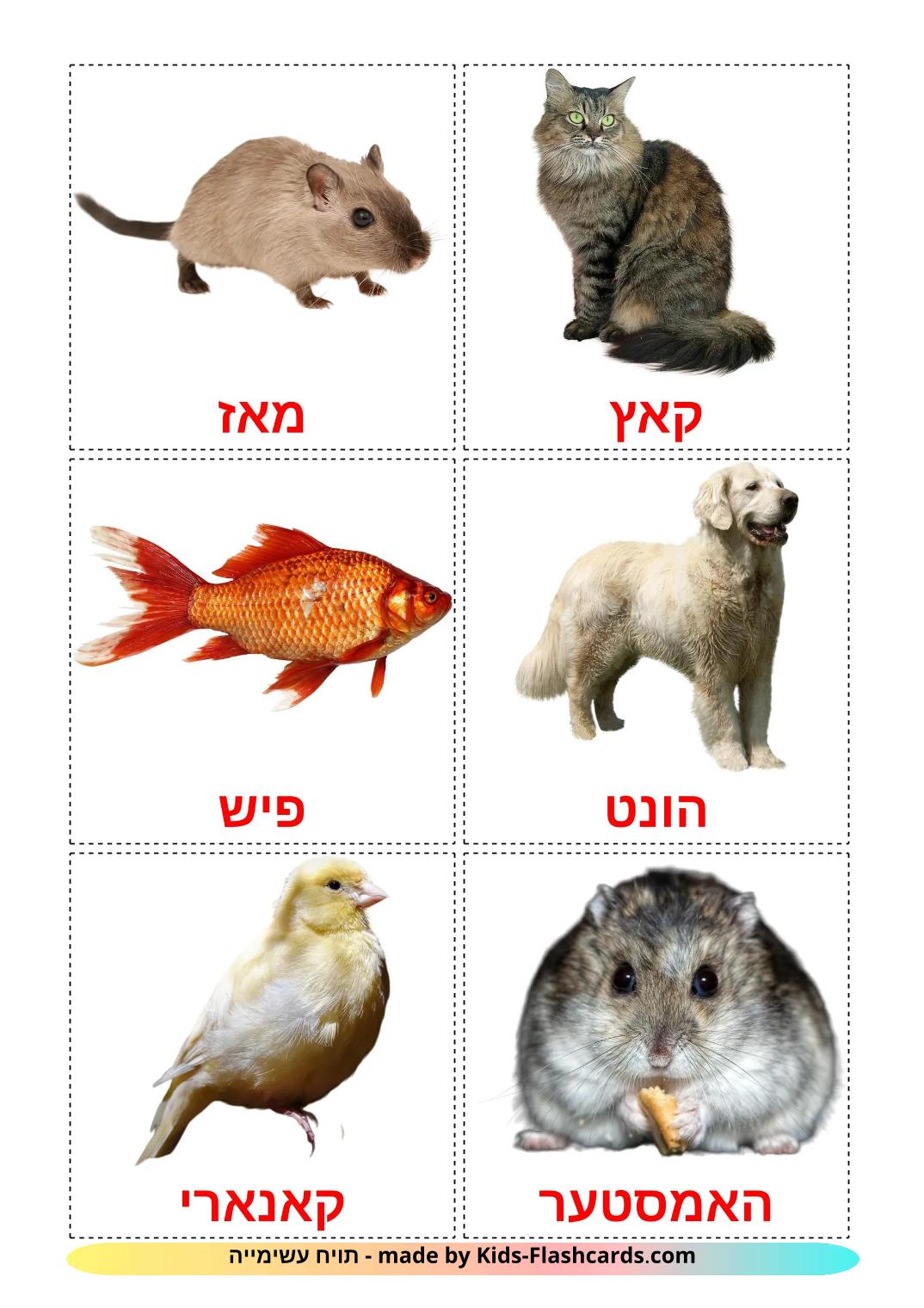 Domestic animals - 11 Free Printable yiddish Flashcards 