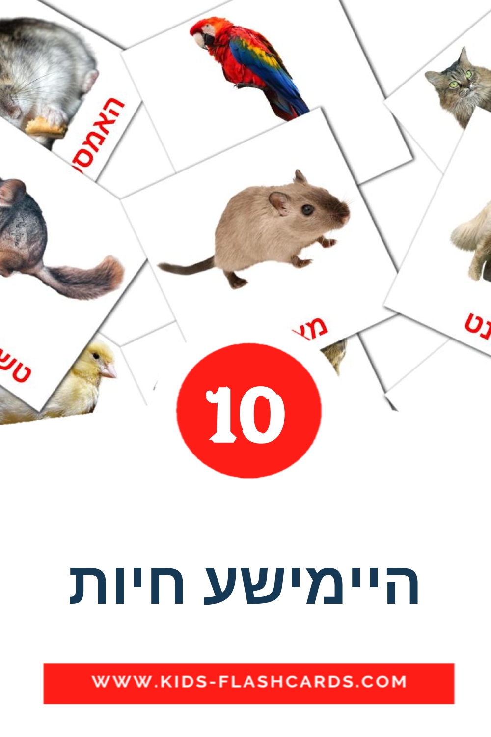 10 tarjetas didacticas de היימישע חיות para el jardín de infancia en yiddish