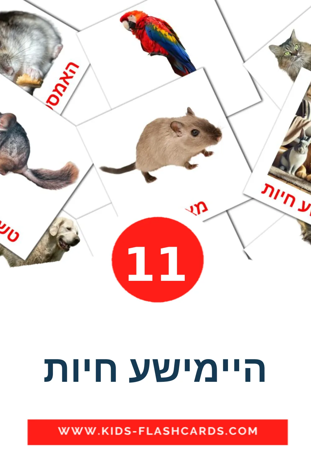 11 היימישע חיות Picture Cards for Kindergarden in yiddish