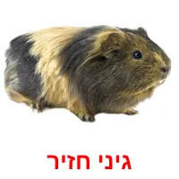 גיני חזיר picture flashcards