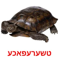 טשערעפאכע picture flashcards