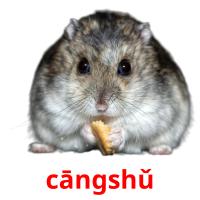 cāngshǔ picture flashcards