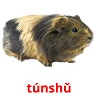 túnshǔ picture flashcards