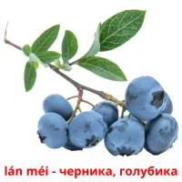 lán méi - черника, голубика bildkort för barn
