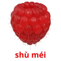 shù méi cartões com imagens