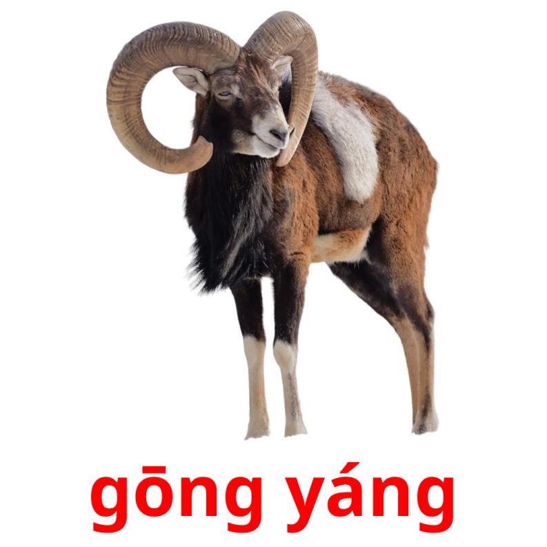 gōng yáng picture flashcards