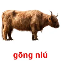 gōng niú ansichtkaarten