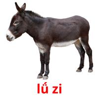lǘ zi picture flashcards