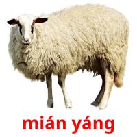 mián yáng picture flashcards