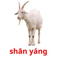 shān yáng picture flashcards