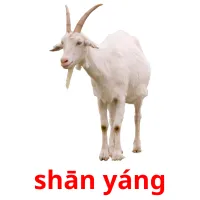 shān yáng ansichtkaarten