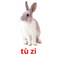 tù zi picture flashcards