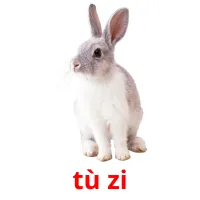 tù zi ansichtkaarten