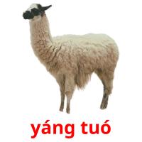 yáng tuó picture flashcards