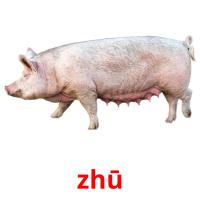 zhū picture flashcards