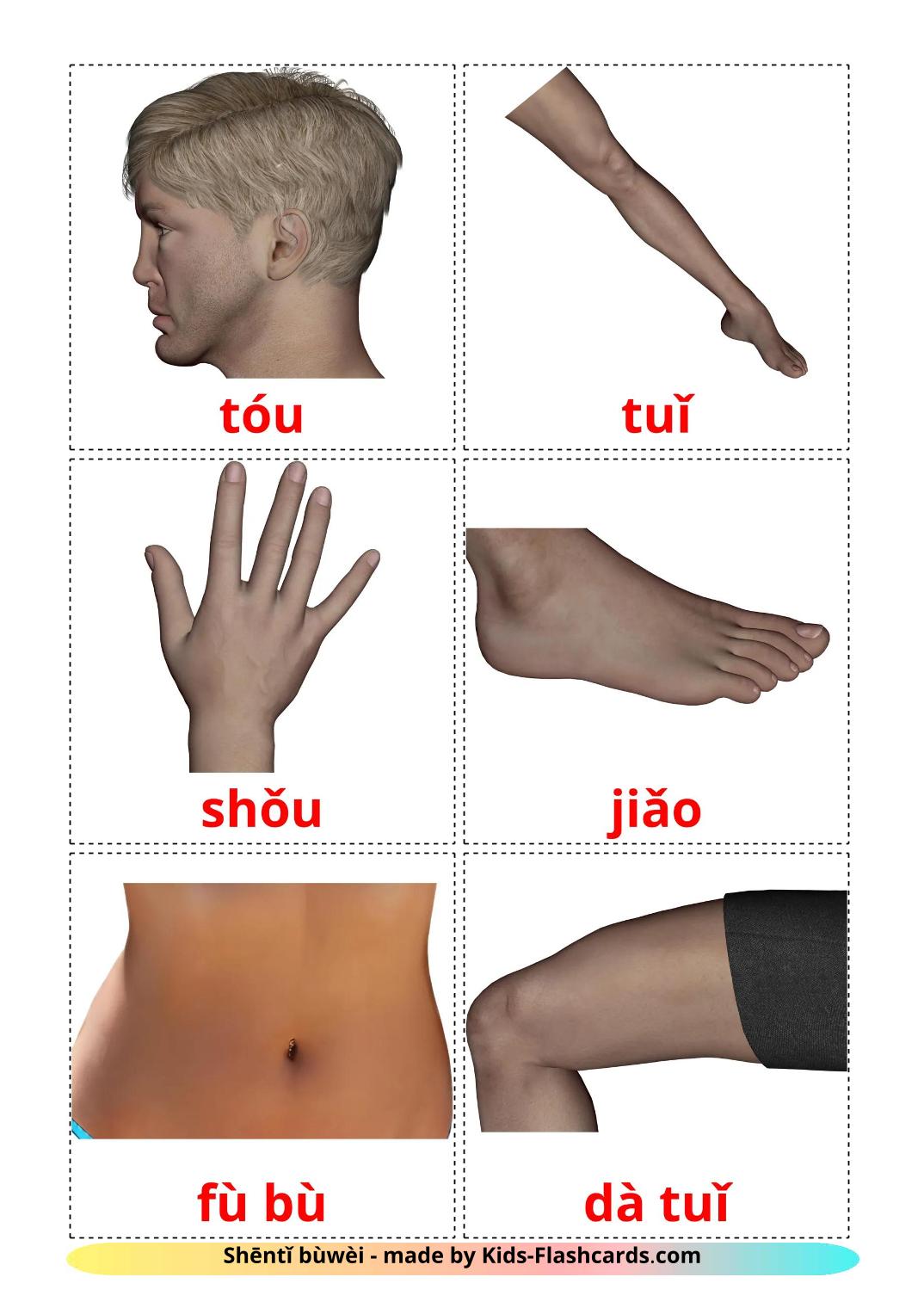 Partes do Corpo - 26 Flashcards pinyines gratuitos para impressão