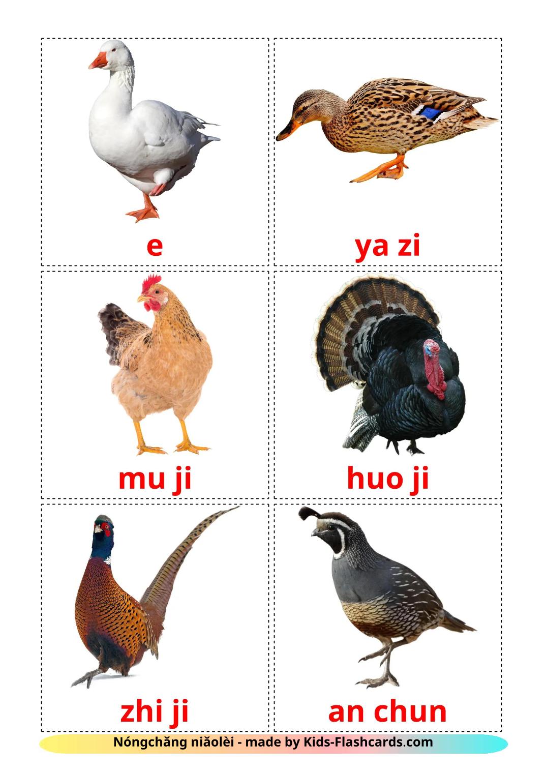 Uccelli di fattoria - 12 flashcards pinyin stampabili gratuitamente