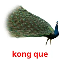 kong que flashcards illustrate