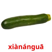 xiànánguā flashcards illustrate