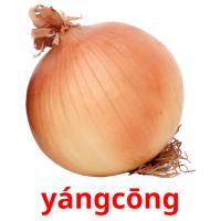 yángcōng Bildkarteikarten