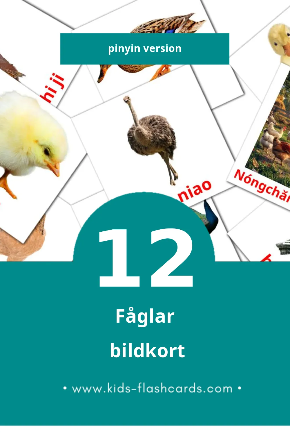 Visuella Niǎo er för småbarn (12 bildkort för barn på Pinyin)