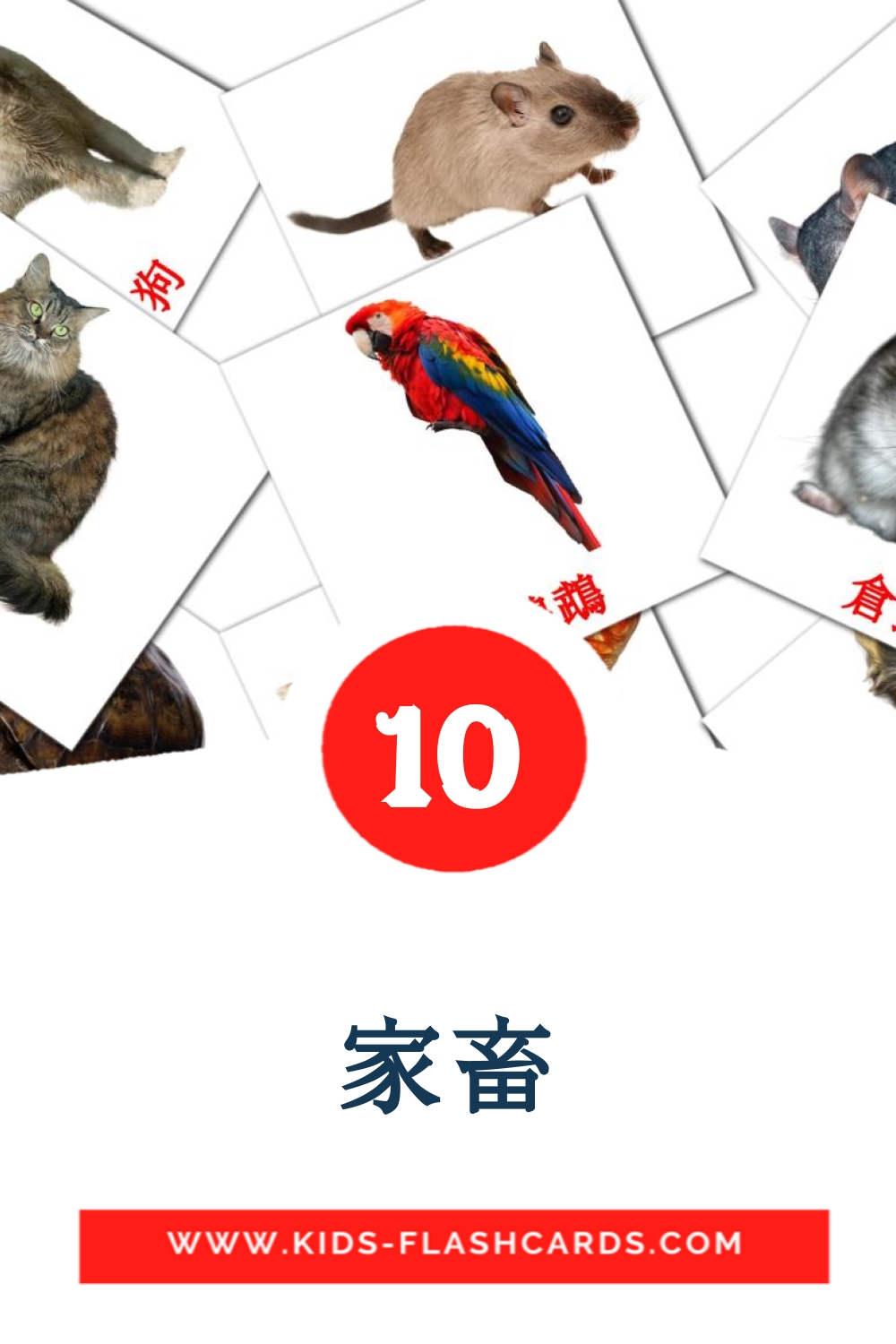 10 carte illustrate di 家畜 per la scuola materna in cinese(tradizionale)