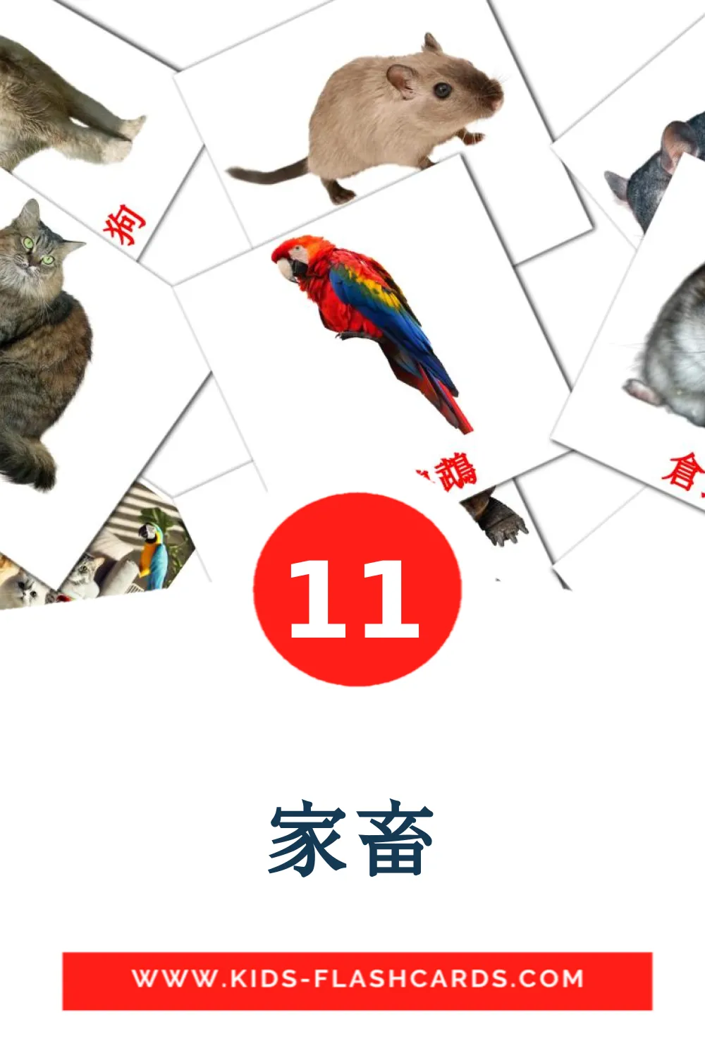 11 家畜 Picture Cards for Kindergarden in chinese(Traditional)