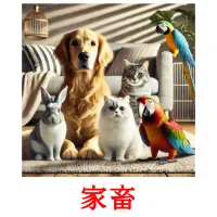 家畜 picture flashcards