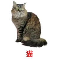 猫 picture flashcards