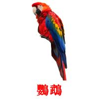 鸚鵡 card for translate