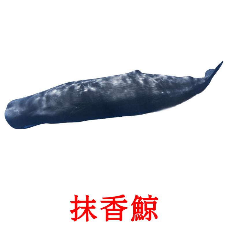 抹香鯨 flashcards illustrate