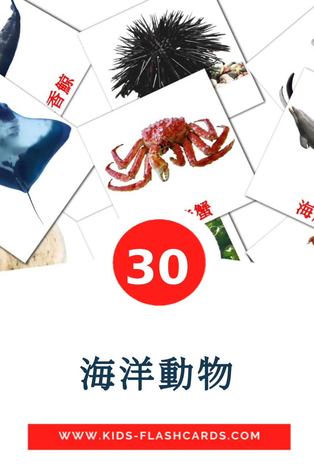 30 海洋動物 Picture Cards for Kindergarden in chinese(Traditional)