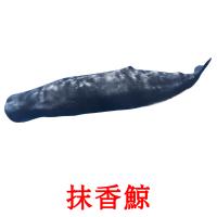 抹香鯨 card for translate