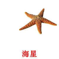 海星 picture flashcards