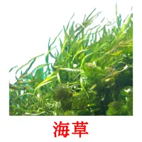 海草 picture flashcards