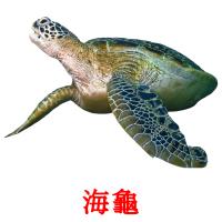 海龜 card for translate