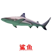 鯊魚 picture flashcards