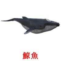 鯨魚 picture flashcards