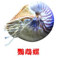 鸚鵡螺 flashcards illustrate