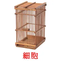細胞 flashcards illustrate