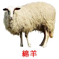 綿羊 card for translate
