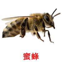 蜜蜂 card for translate