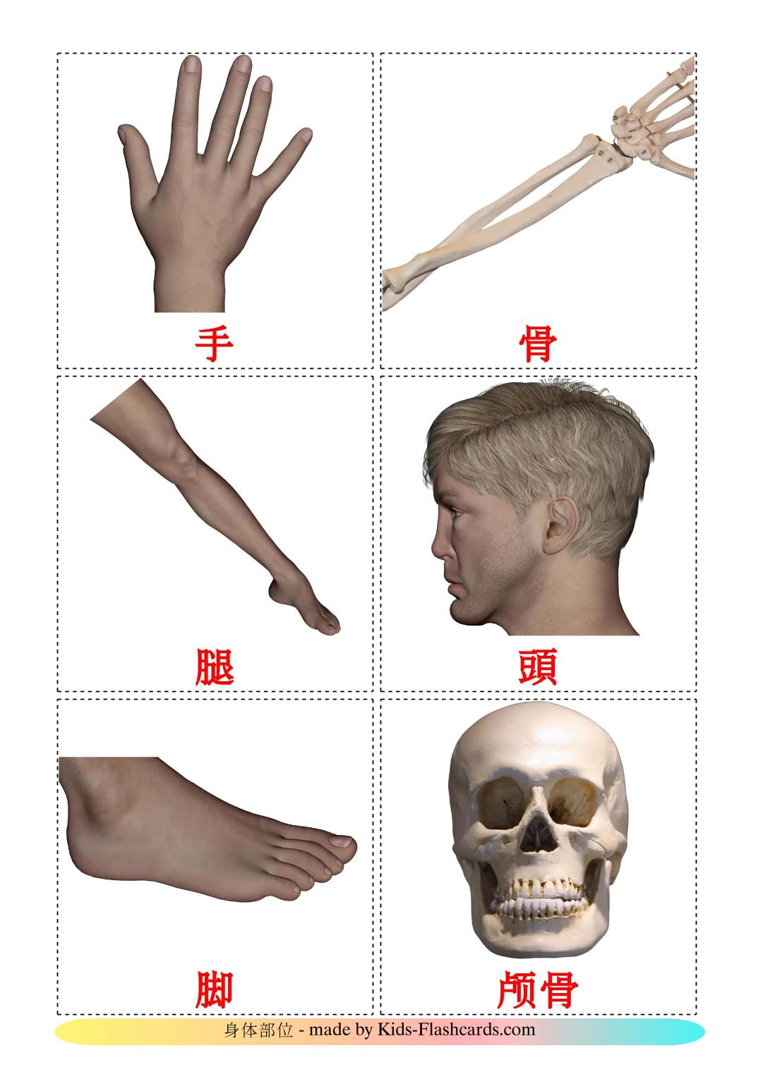 Body Parts - 26 Free Printable chinese(Traditional) Flashcards 